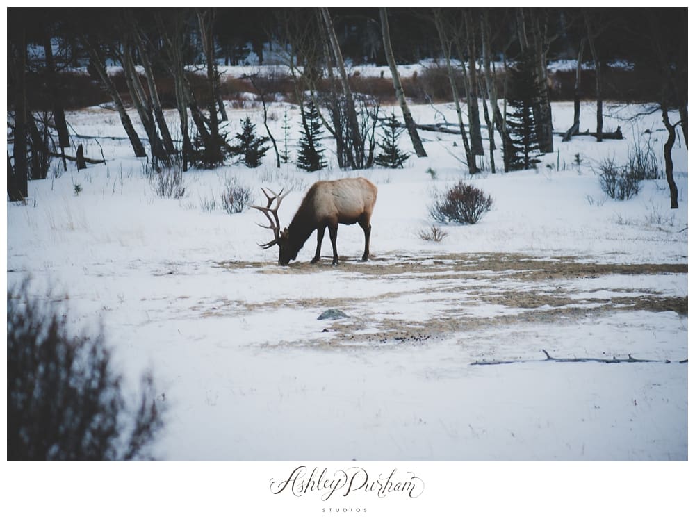 Estes Park Photographer, Snowy Maternity Session, Sew Trendy Accessories, Winter Maternity Session