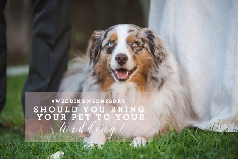 pets at wedding, tips for bringing dogs to weddings