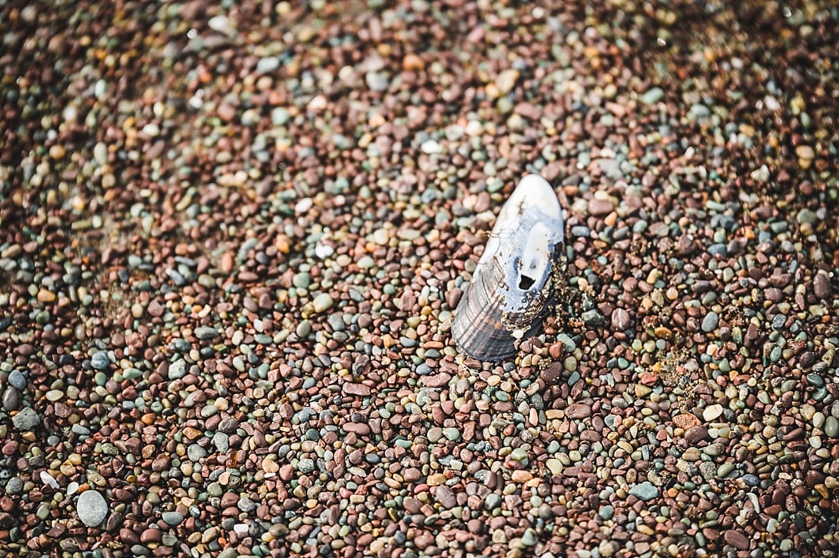 mussel shells on pebbles, san francisco beach