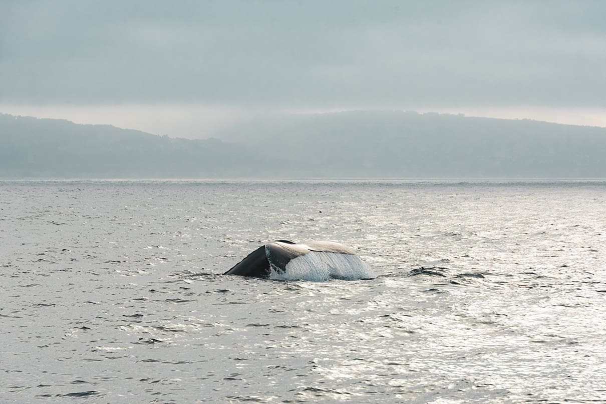 Newport Beach Whale Watching Adventure, California whale watching, family whale watching trip, newport beach california, crystal cove beach, crystal cove california