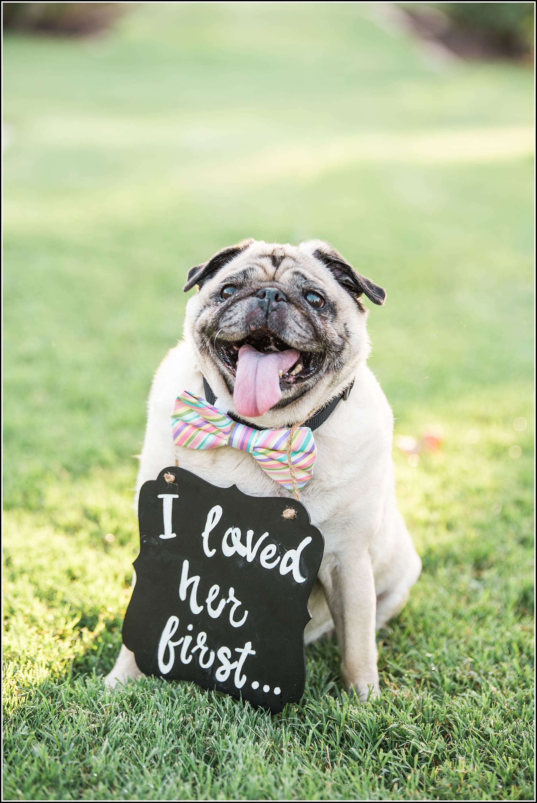  favorite wedding images 2016, wedding photos from 2016, our favorite wedding photos, dogs at wedding, dog wedding, wedding dog