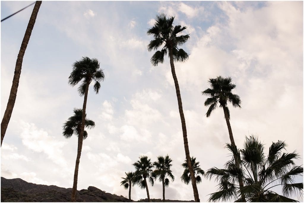 palm tree silhouette in palm springs