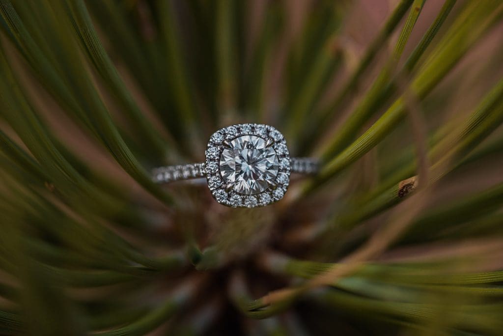 engagement ring on evergreen tree