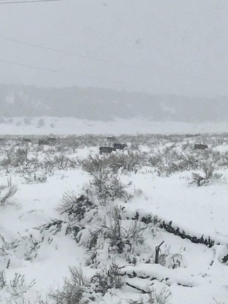 cows in a snowstorm