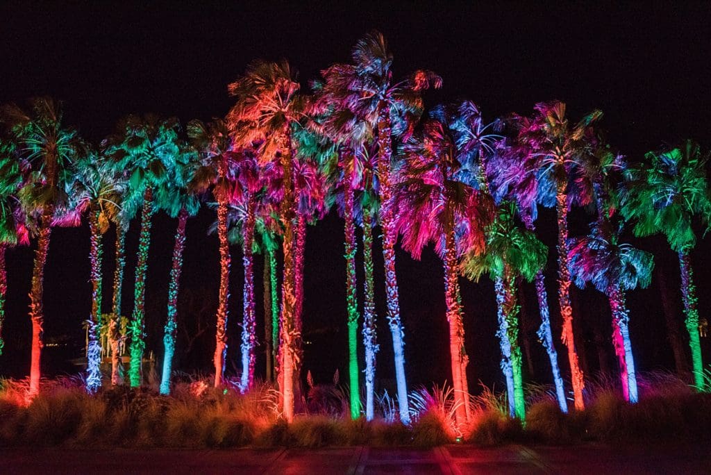 palm trees with rainbow uplighting