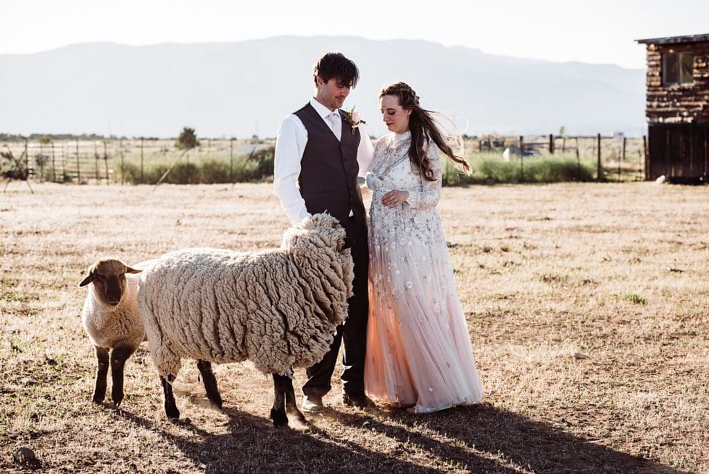 rocky mountain wedding portrait bride and groom with sheep