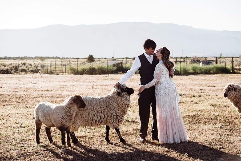 rocky mountain wedding portrait bride and groom with sheep