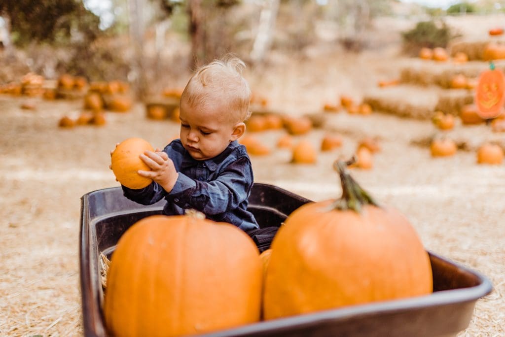 first birthday at the pumpkin patch