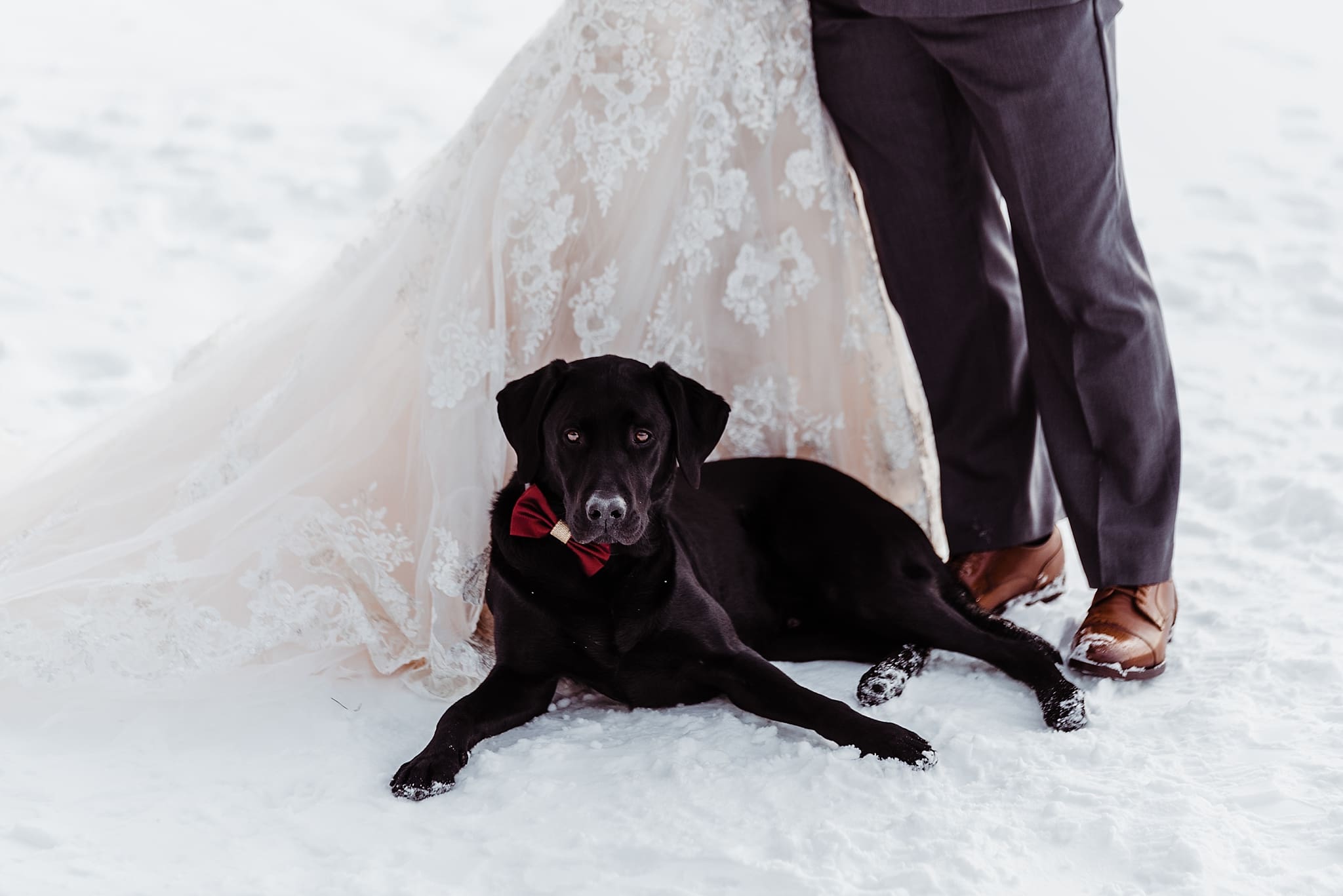 wedding couple with their ring bearer dog