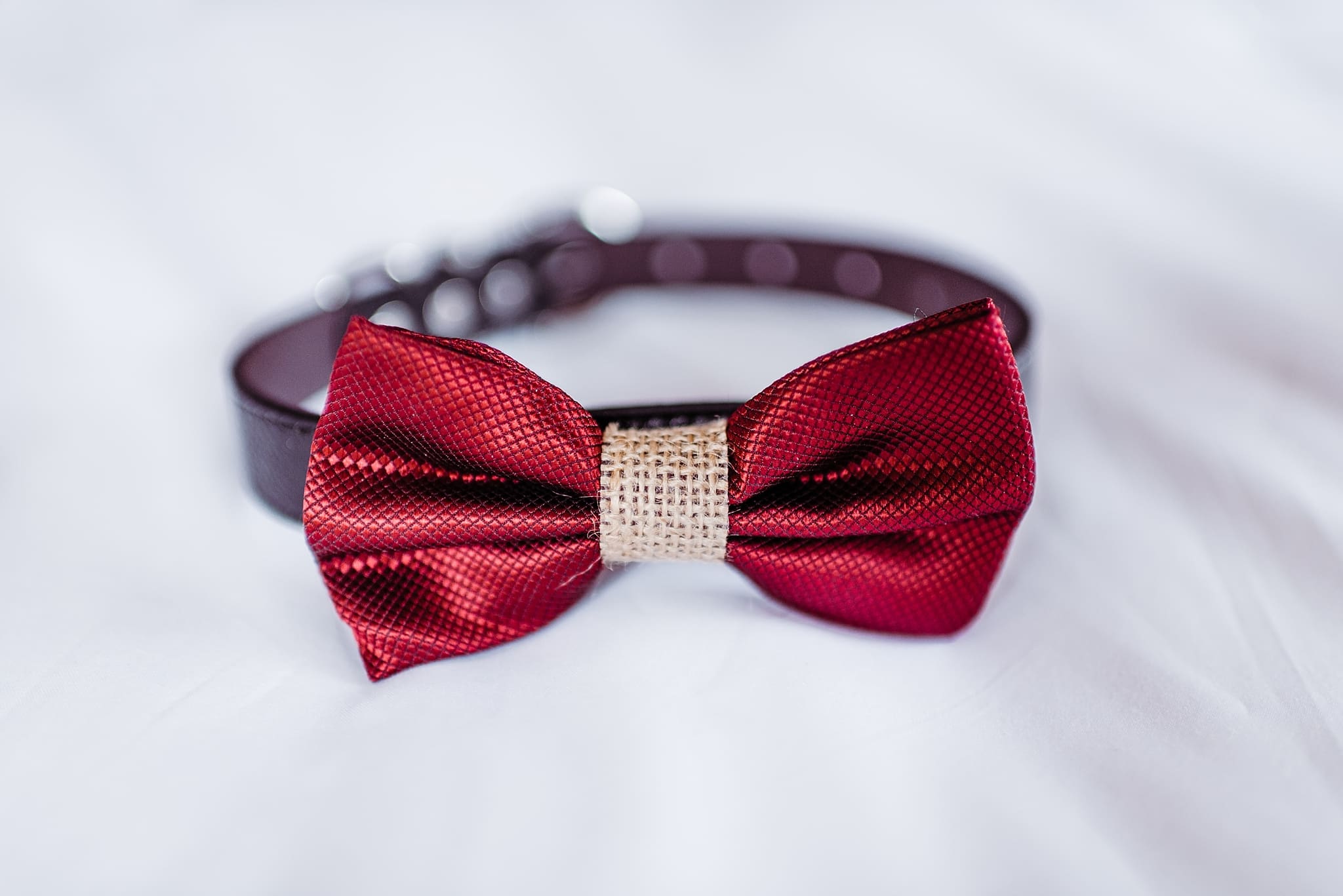 cranberry bow tie for dogs