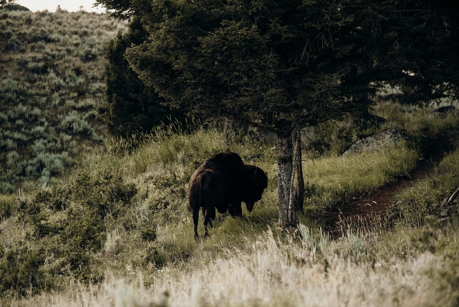 yellowstone national park bison
