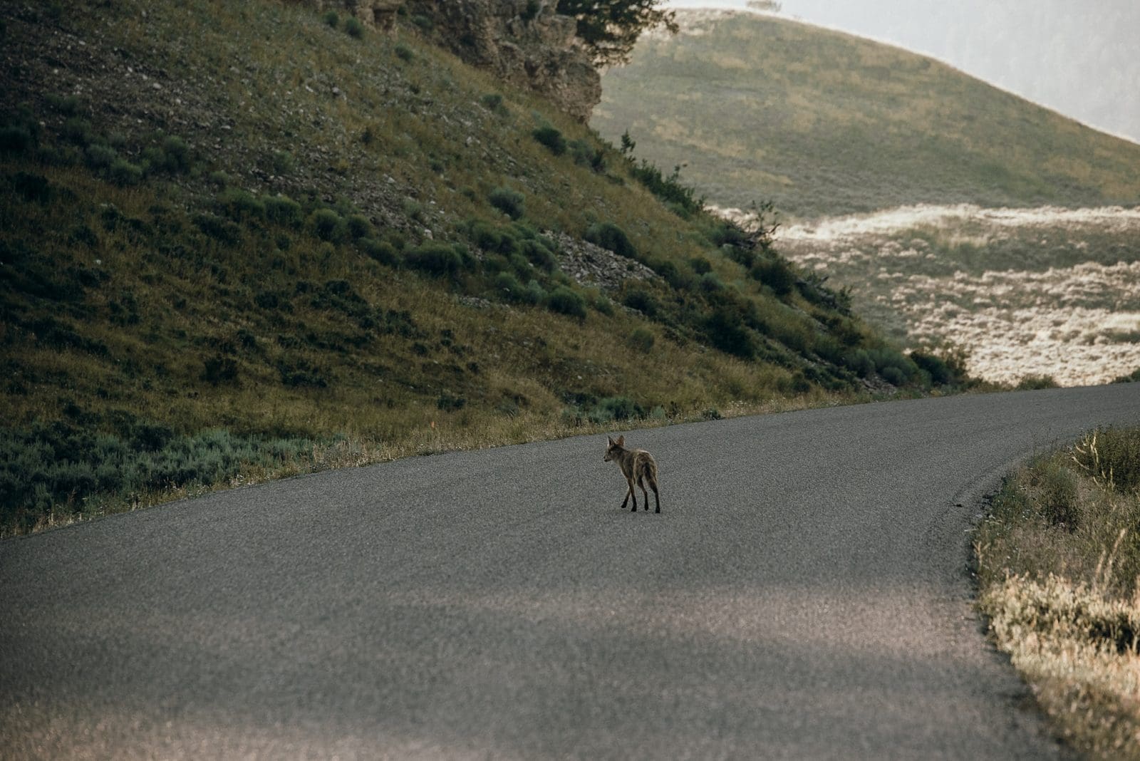 yellowstone national park fox