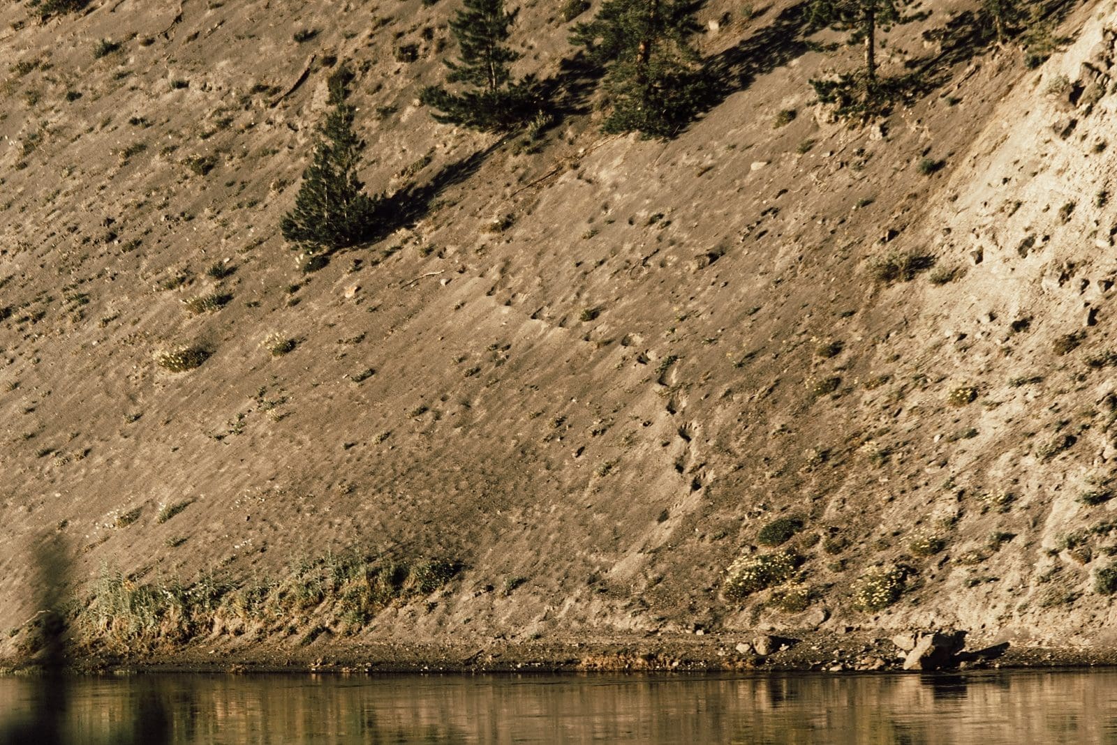bear tracks in yellowstone