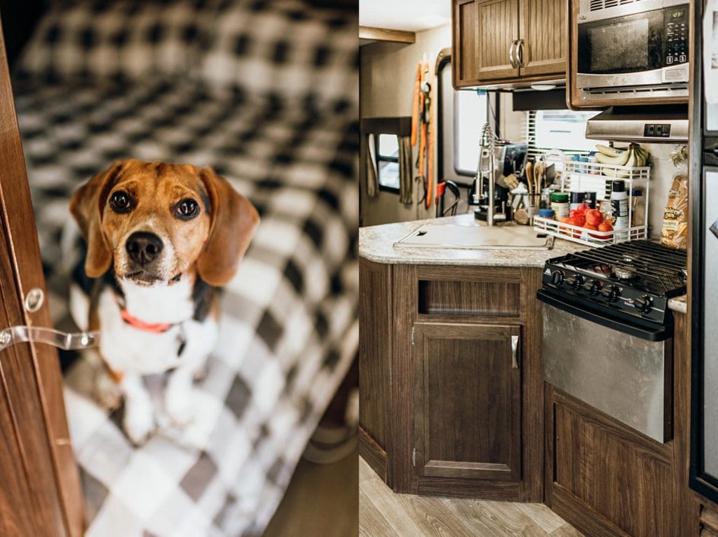 RVing with dogs