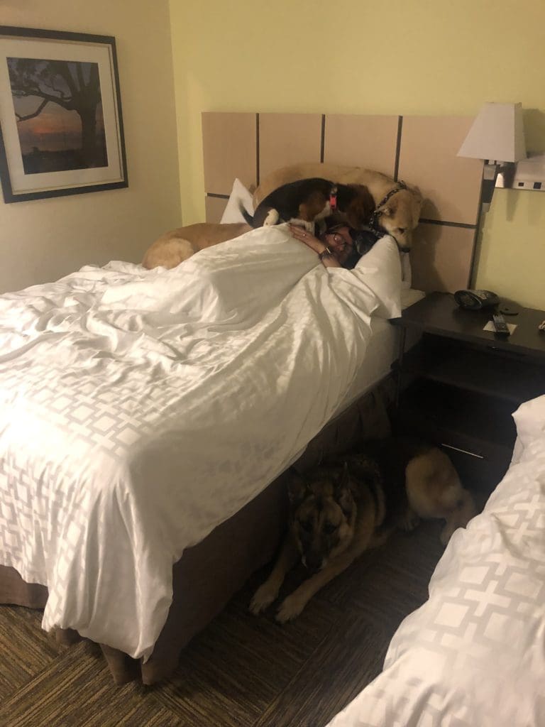 hotel stays with dogs
