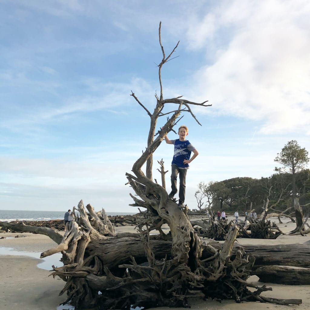 young boy climbing on top of driftwood on jekyll island