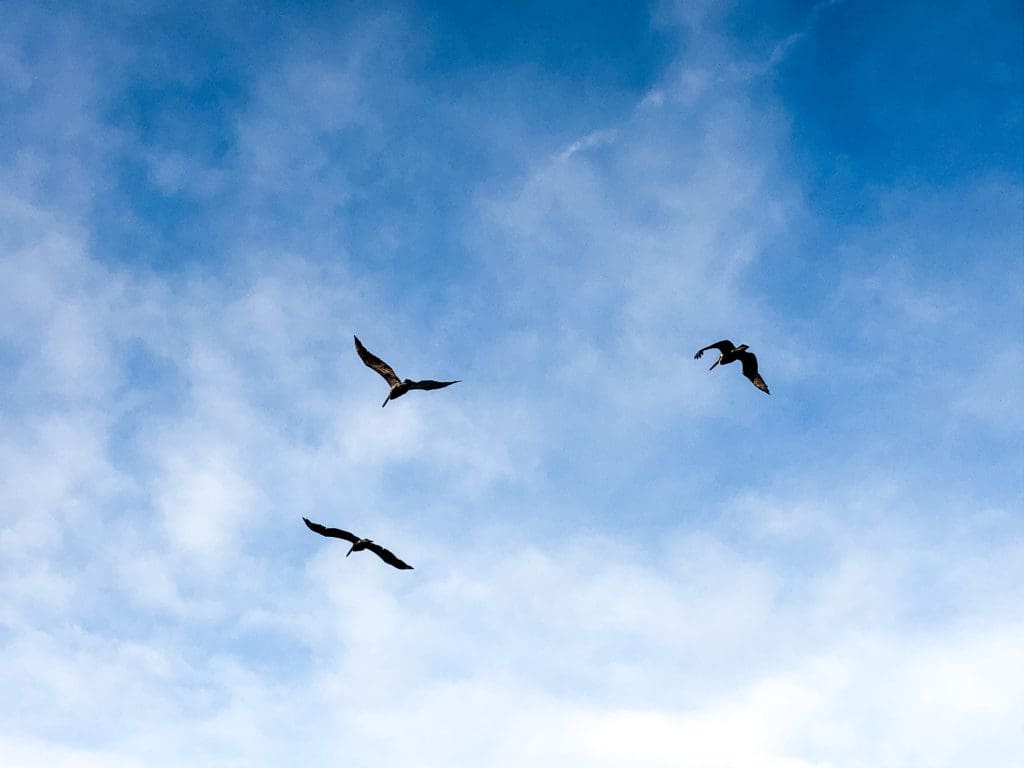 three birds flying in the sky at the beach