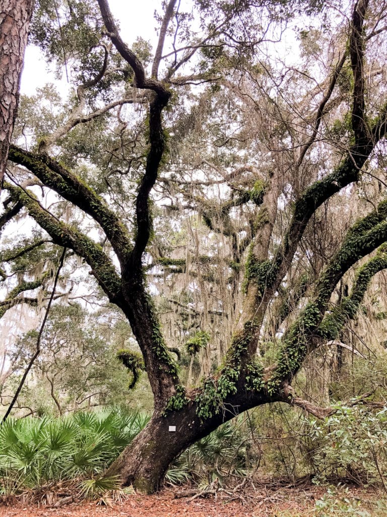 large oak trees on jekyll island
