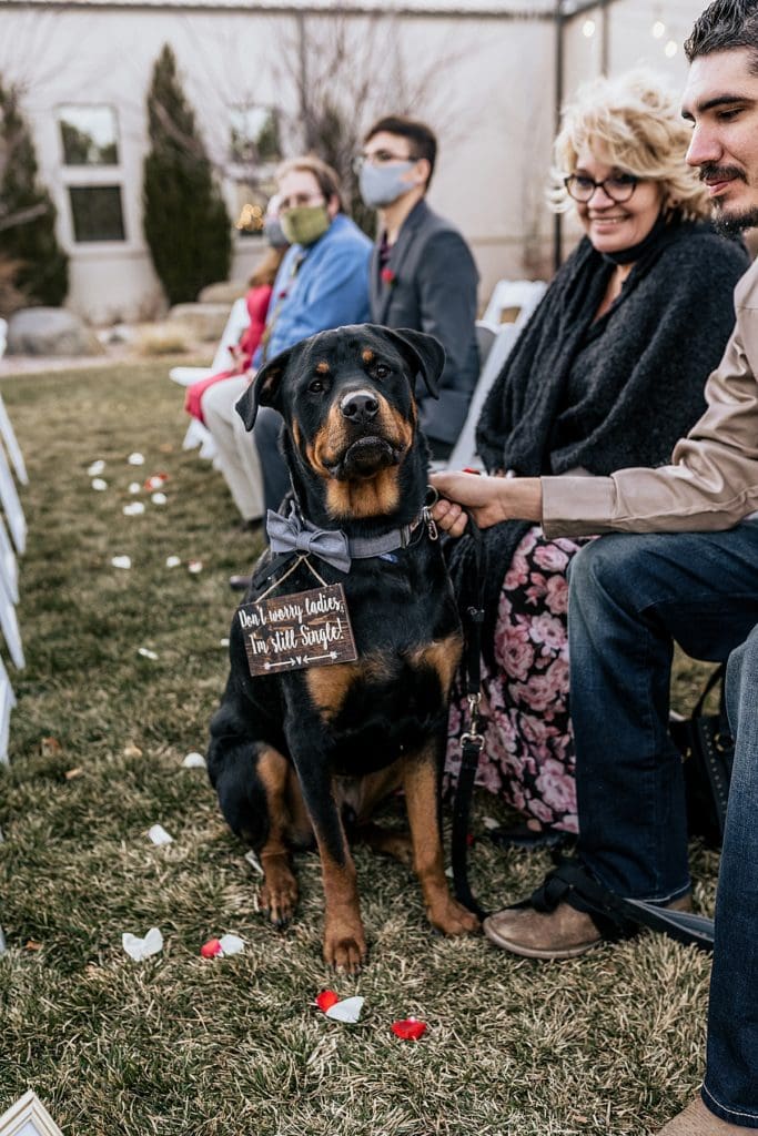 large rottweiler with funny wedding sign