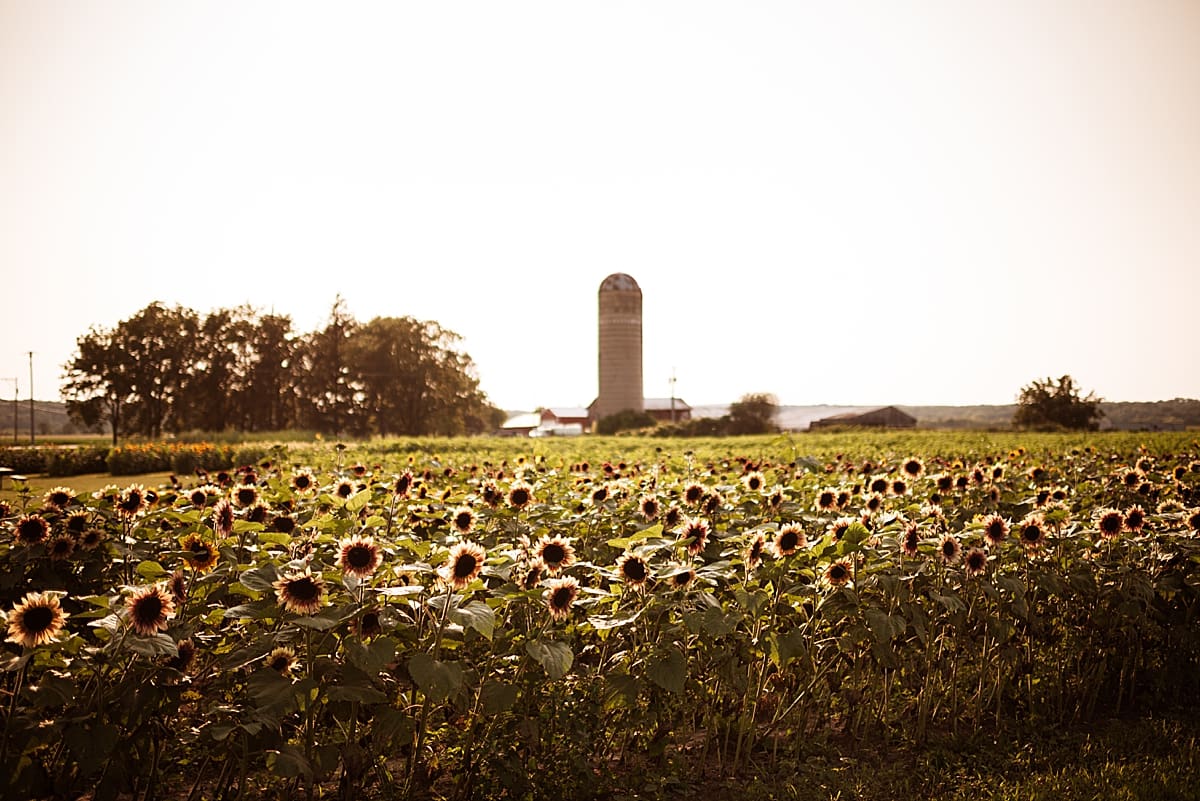 sunflower field in delavan