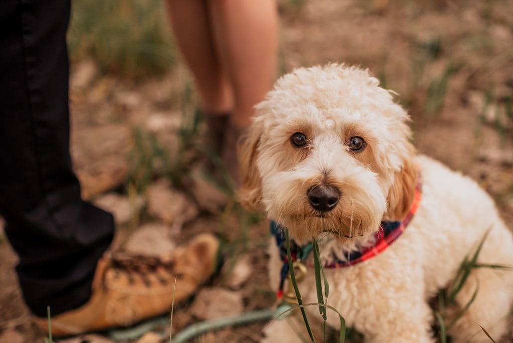 mini goldendoodle