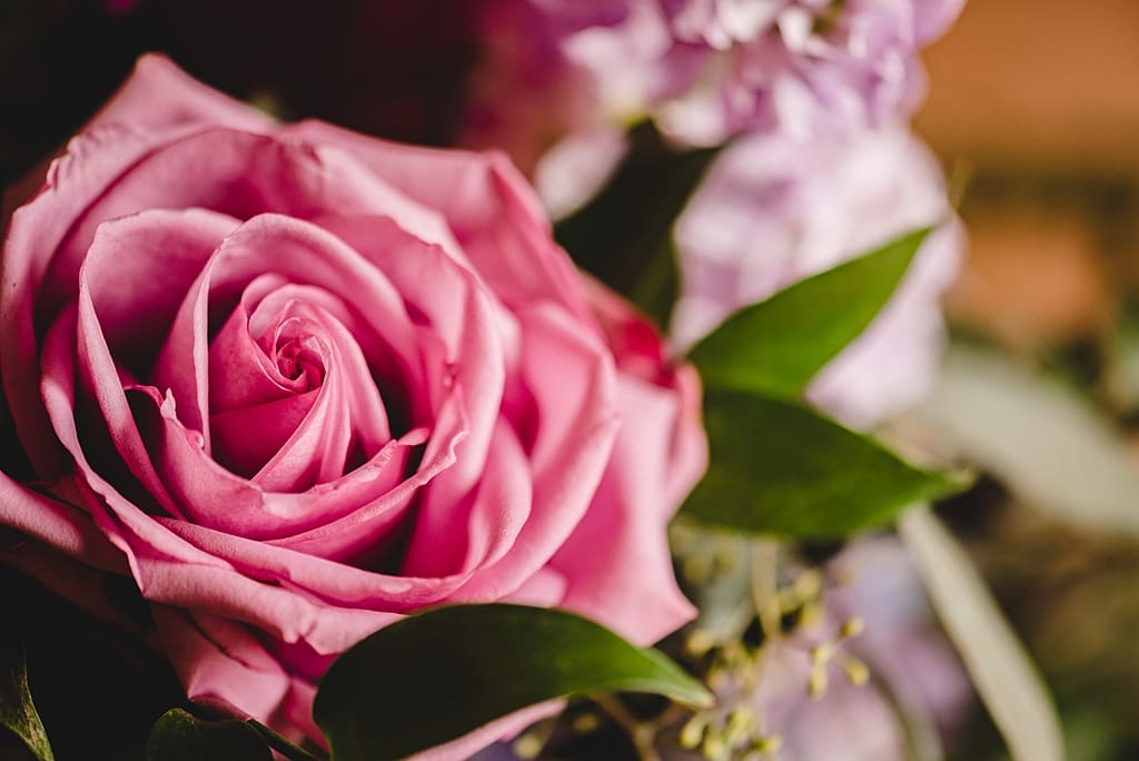 macro pink rose 
